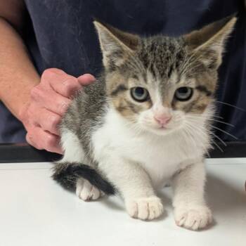 AJ -  Domestic Short Hair Cat for Adoption in Canton, Illinois - AJ | PetCurious