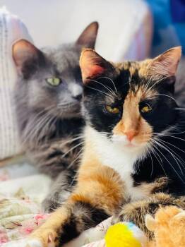 Beckham / Romero -  Domestic Short Hair Cat for Adoption in Minneapolis, Minnesota - Beckham / Romero | PetCurious