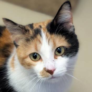 Wanda -  Domestic Short Hair Cat for Adoption in Jefferson, Wisconsin - Wanda | PetCurious
