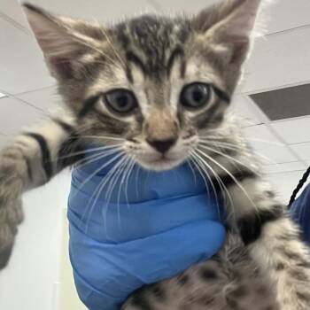 Booper -  Domestic Short Hair Cat for Adoption in Philadelphia, Pennsylvania - Booper | PetCurious
