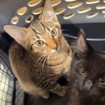 Apollo -  Domestic Short Hair Cat for Adoption in Tipton, Indiana - Apollo | PetCurious