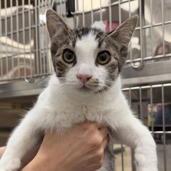 Domestic Short Hair Cats Available for Adoption in Chandler, Arizona - Figment | PetCurious