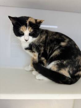 Rescue Domestic Short Hair Cats for Adoption in Beatrice, Nebraska - Shirley | PetCurious