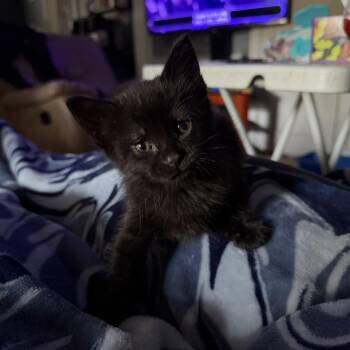 Neo -  Domestic Short Hair Cat Available for Adoption in Lumberton, North Carolina - Neo | PetCurious