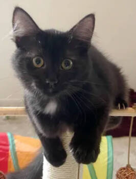 Rescue Domestic Medium Hair and Domestic Short Hair Cats for Adoption in Encinitas, California - Trixie | PetCurious