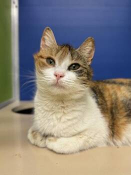 Rescue Domestic Short Hair Cats for Adoption in Philadelphia, Pennsylvania - Chi Chi | PetCurious