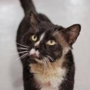 Domestic Short Hair Cats Available for Adoption in Hilliard, Ohio - Shelley | PetCurious