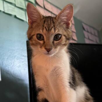 Clay -  Domestic Short Hair Cat for Adoption in Evanston, Illinois - Clay | PetCurious