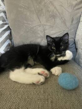 Oreo -  Domestic Medium Hair Cat for Adoption in Houston, Texas - Oreo | PetCurious