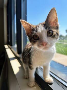 Rabbit -  Domestic Short Hair Cat for Adoption in Effingham, Illinois - Rabbit | PetCurious