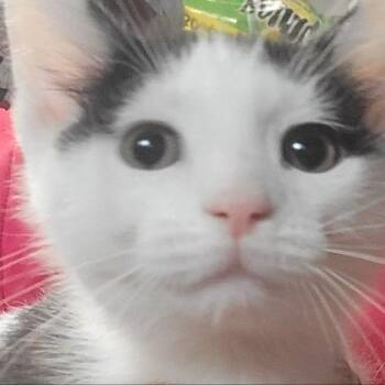 Domestic Short Hair Cats Available for Adoption - Pearl Haverly Mom | PetCurious