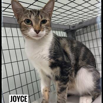 Rescue American Wirehair Cats for Adoption in Sebring, Florida - Joyce | PetCurious