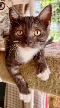 Wheaties -  Domestic Short Hair Cat for Adoption in San Juan Capistrano, California - Wheaties | PetCurious