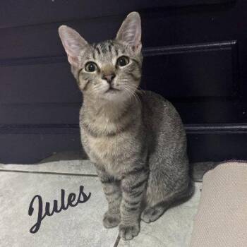 Jules #belly-rub-king -  Abyssinian and American Shorthair Cat for Adoption in Houston, Texas - Jules #belly-rub-king | PetCurious