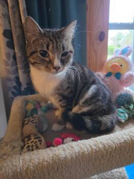 Salina -  Domestic Short Hair Cat Available for Adoption in Oviedo, Florida - Salina | PetCurious
