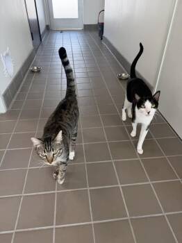Chuck 2 -  Domestic Short Hair Cat for Adoption in Tucson, Arizona - Chuck 2 | PetCurious