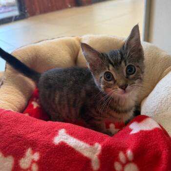 Letoya -  Domestic Short Hair Cat for Adoption in West Palm Beach, Florida - Letoya | PetCurious