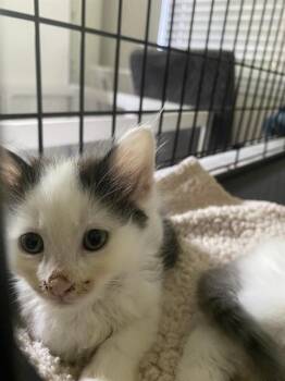 FRITZ -  Domestic Medium Hair Cat for Adoption in Charlotte, North Carolina - FRITZ | PetCurious