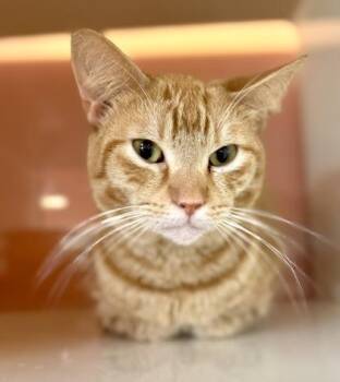 Domestic Short Hair Cats Available for Adoption in Fernandina Beach, Florida - MISO SOUP | PetCurious