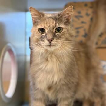 Cookie -  Domestic Medium Hair and Mixed Breed Cat for Adoption in West Olive, Michigan - Cookie | PetCurious