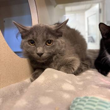 Cucumber -  Domestic Short Hair Cat for Adoption in Gloucester, Virginia - Cucumber | PetCurious