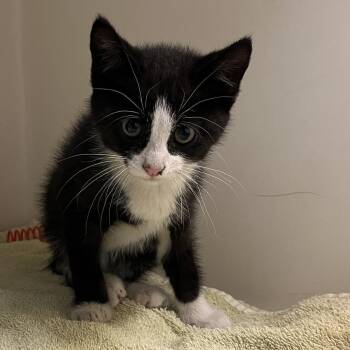 71111 -  Domestic Short Hair Cat Available for Adoption in Harrisonburg, Virginia - 71111 | PetCurious