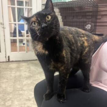 Ruby -  Domestic Short Hair Cat for Adoption in Statesboro, Georgia - Ruby | PetCurious