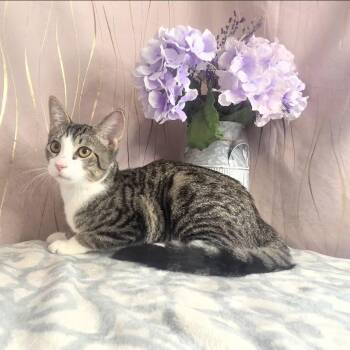 Ibby -  Domestic Short Hair Cat for Adoption in Long Beach, Mississippi - Ibby | PetCurious