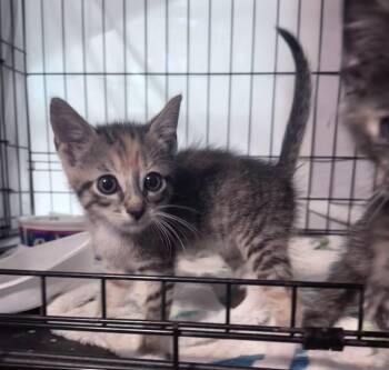 Autumn -  Tabby and Domestic Short Hair Cat for Adoption in Columbia, South Carolina - Autumn | PetCurious