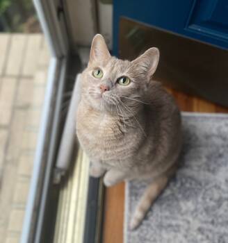 Rescue Domestic Short Hair Cats for Adoption in Mount Laurel Township, New Jersey - Tawny | PetCurious