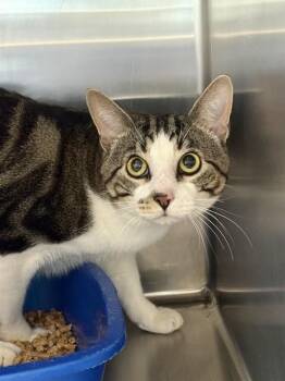 DEANDRE -  Domestic Medium Hair Cat for Adoption in Sugar Land, Texas - DEANDRE | PetCurious