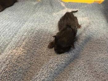61312803 -  Domestic Short Hair Cat for Adoption in El Paso, Texas - 61312803 | PetCurious
