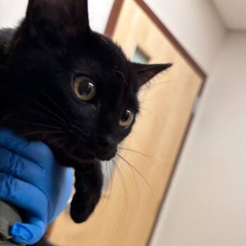 Fuji -  Domestic Short Hair Cat for Adoption in Reno, Nevada - Fuji | PetCurious