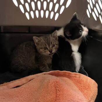 Claudia -  Domestic Short Hair Cat for Adoption in Dekalb, Illinois - Claudia | PetCurious