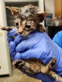 Sonic -  Domestic Short Hair Cat for Adoption in Lockhart, Texas - Sonic | PetCurious