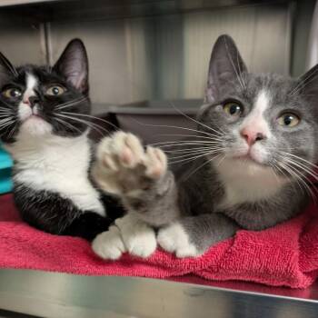 Sage -  Domestic Short Hair Cat for Adoption in South Burlington, Vermont - Sage | PetCurious