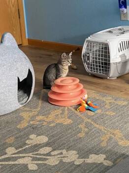 Tae -  Domestic Short Hair Cat for Adoption in Fort Collins, Colorado - Tae | PetCurious