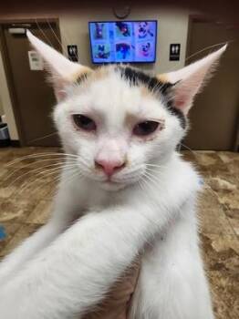 Cora $75 fostered -  Domestic Short Hair Cat for Adoption in Seneca, South Carolina - Cora $75 Fostered | PetCurious