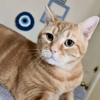 Domestic Short Hair Cats Available for Adoption in Richmond, Virginia - Noah | PetCurious