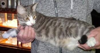 Parker -  Domestic Medium Hair Cat for Adoption in El Paso, Texas - Parker | PetCurious