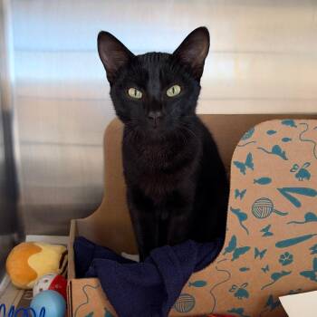 October -  Domestic Short Hair Cat for Adoption in Goleta, California - October | PetCurious