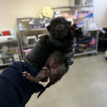 Honey Barbeque -  Domestic Short Hair Cat for Adoption in Reno, Nevada - Honey Barbeque | PetCurious