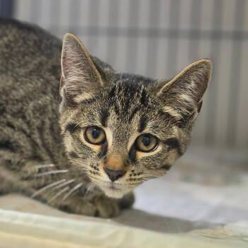 Hondo -  Domestic Short Hair Cat for Adoption in Muncie, Indiana - Hondo | PetCurious