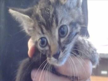 Rescue Domestic Short Hair Cats for Adoption in Sacramento, California - BITSIE | PetCurious