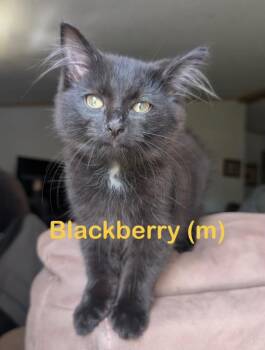 BLACKBERRY Kitten -  Domestic Long Hair Cat for Adoption in New Bern, North Carolina - BLACKBERRY Kitten | PetCurious
