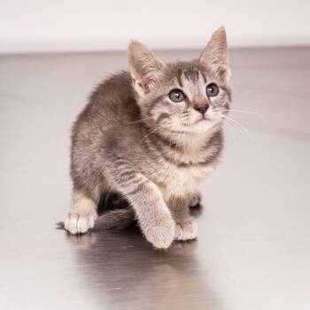 Kuki Sanban -  Domestic Short Hair Cat for Adoption in Hattiesburg, Mississippi - Kuki Sanban | PetCurious