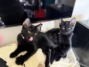 Rescue Bombay and Domestic Short Hair Cats for Adoption in Lucas, Texas - Merlin & Jasper | PetCurious