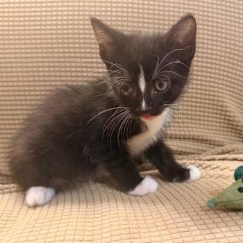 Ty -  Domestic Medium Hair Cat for Adoption in Lewisville, Texas - Ty | PetCurious