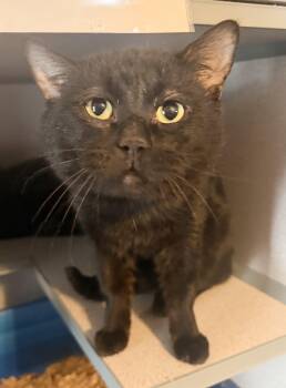 Domestic Short Hair Cats Available for Adoption in Hudson, New York - Baxter | PetCurious