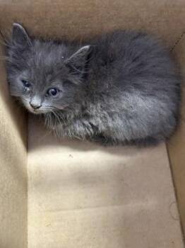 Sam -  Domestic Short Hair Cat for Adoption in West Chester, Pennsylvania - Sam | PetCurious